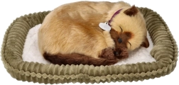 Interactief ademend Siamees kitten