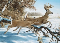 COBBLE HILL puzzel Ontsnapping – 1000 stukjes