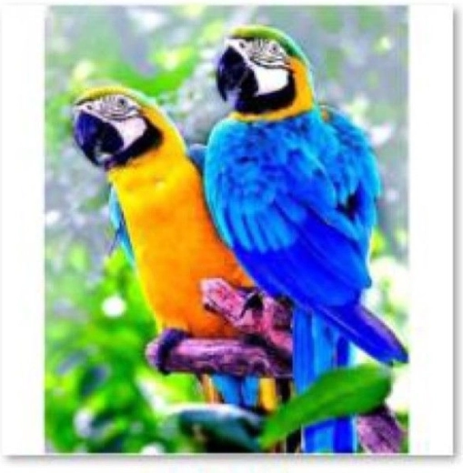 Diamantborduren (diamond painting) twee papegaaien 30 × 40 cm - 1 stuk