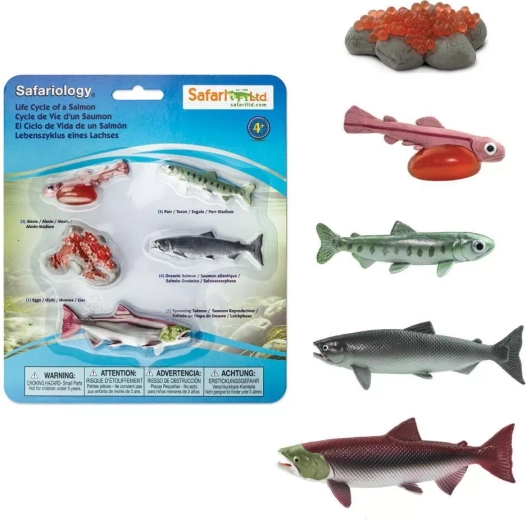 Safari Ltd. levenscyclus van de zalm