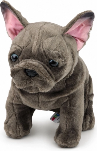 Realistische details van de Franse buldog