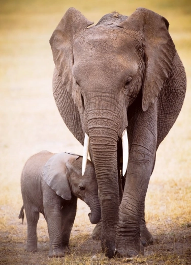 Puzzel Olifant en Olifantenkalf 1000 stukjes