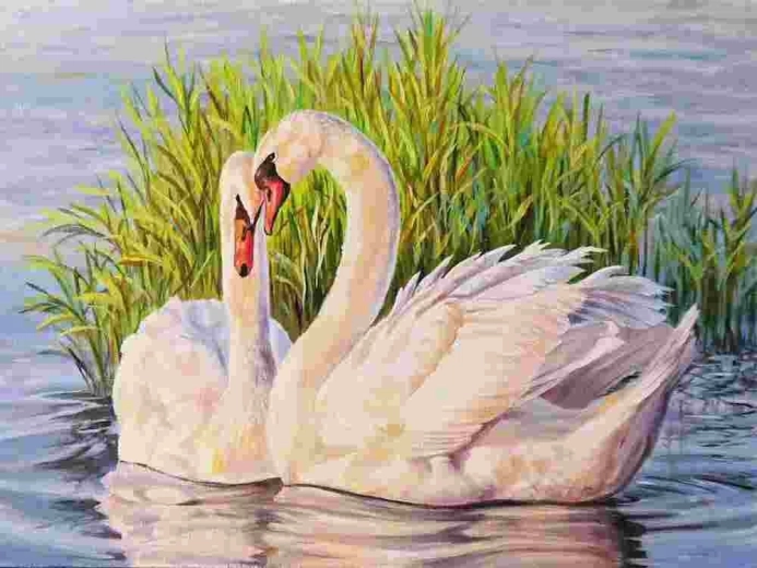 Norimpex Schilderen op nummer Zwanen 40 × 50 cm