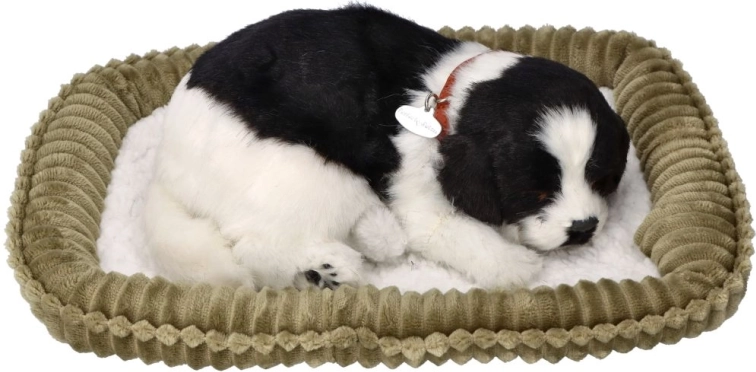 Ademend bordercollie‑puppy ter adoptie