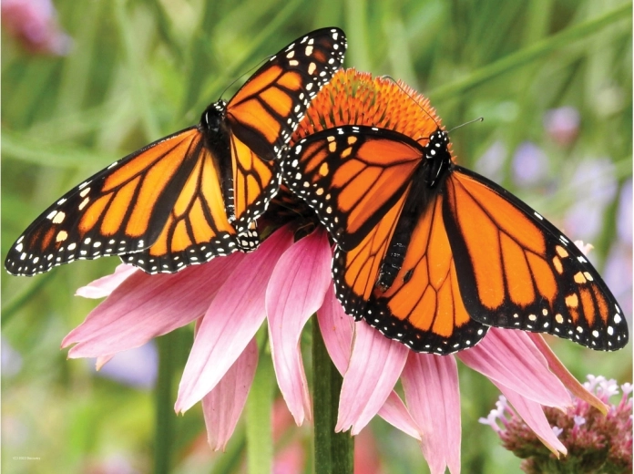 Realistisch 3D-effect van vlinders