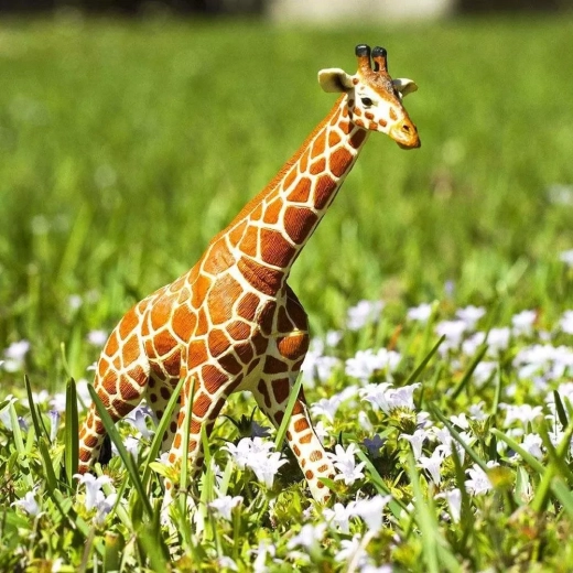 Leren door te spelen over Afrikaanse dieren