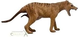 Collecta buidelwolf – vrouwtje (Tasmaanse tijger)
