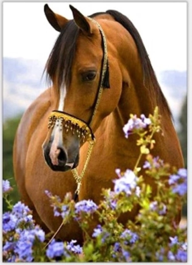 Norimpex schilderen op nummer Paard in bloemen 40 × 50 cm