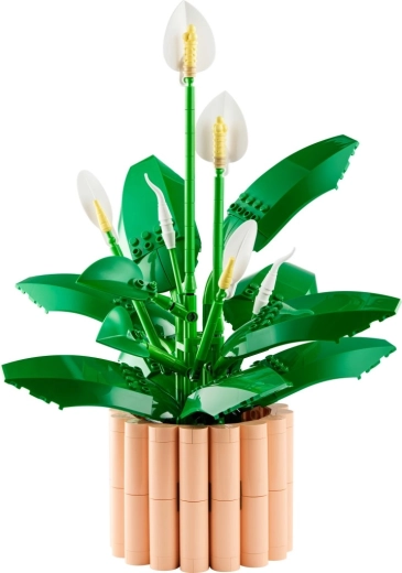 Bloemen in verschillende bloeifasen