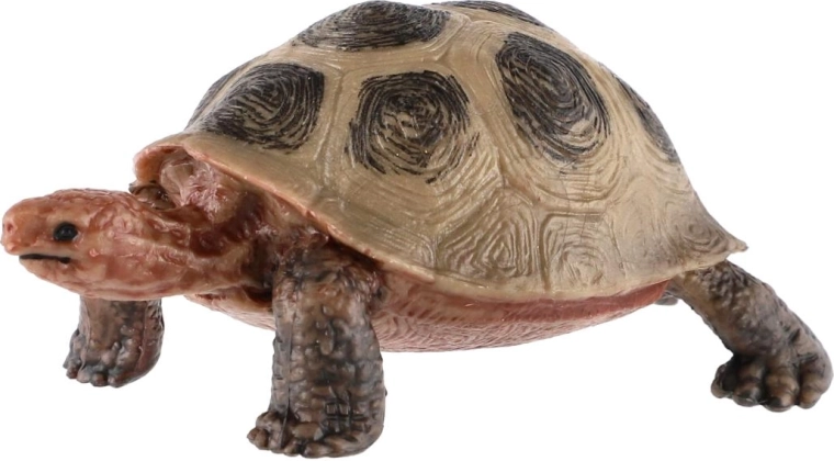 Realistisch uiterlijk van de schildpad