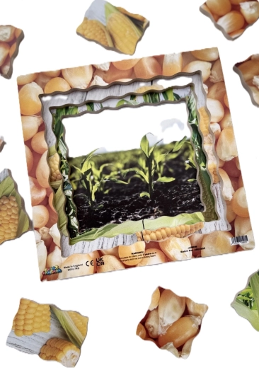 Vier groeifasen van maïs