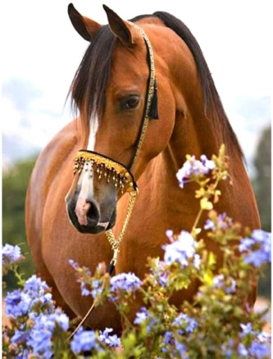 Diamantborduren (diamond painting) paard in de wei 30 × 40 cm - 1 stuk