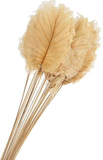 Gedroogde decoratieve bladeren beige 20 stuks