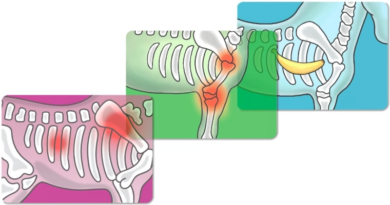 Röntgen en diagnostiek zoals in het echt