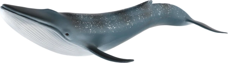 Realistische uitwerking van de walvis