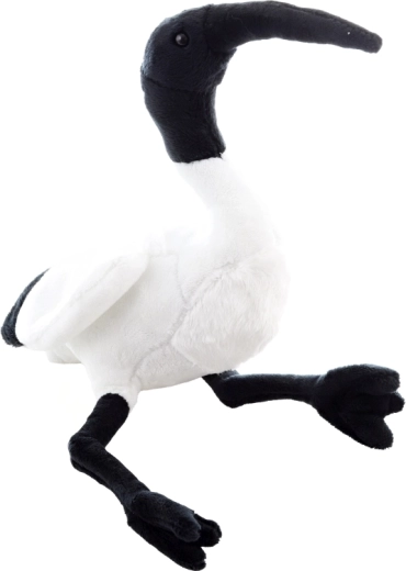 Typisch uiterlijk van de ibis