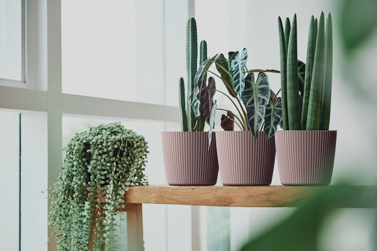 Ideaal voor kleinere planten