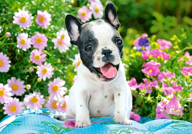 Puzzel 500 stukjes French Bulldog Puppy