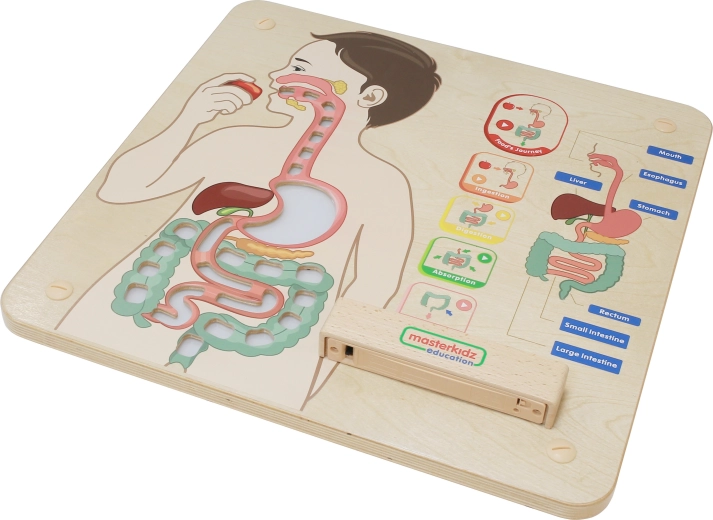 Aanschouwelijk anatomisch hulpmiddel