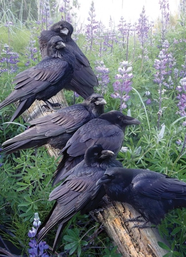 Cobble Hill Puzzel Samenkomst van Raven 1000 Stukjes