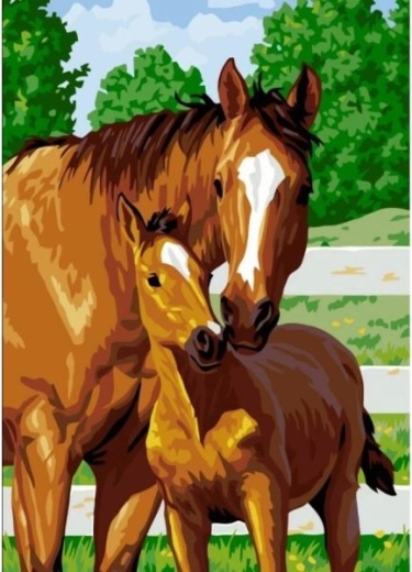 Schilderij om te schilderen op nummer in lijst 40 × 50 cm schattig veulen