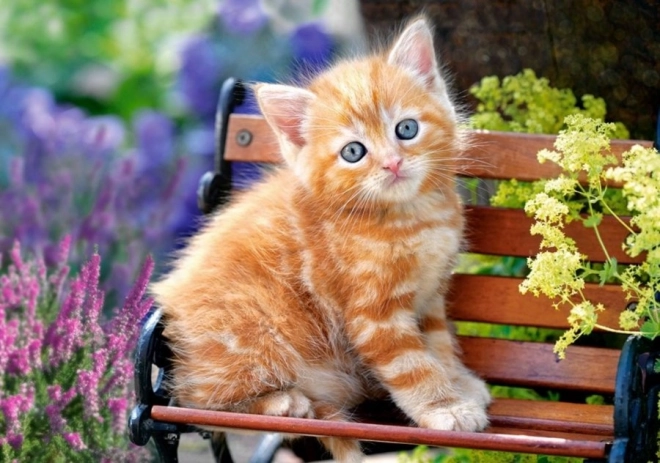 Puzzel 500 stukjes – Ginger Kitten