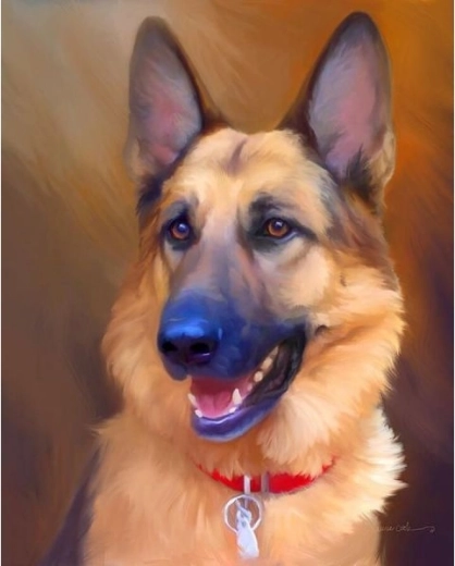 Schilderen op nummer in lijst 40 × 50 cm – hond Duitse herder