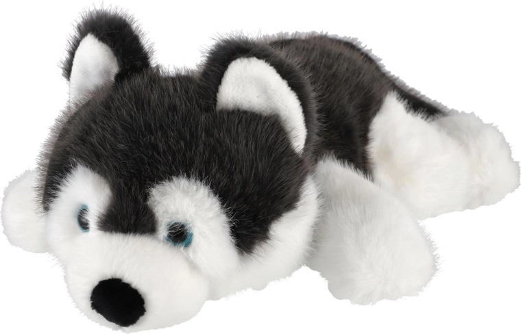 Typische uitstraling van een husky