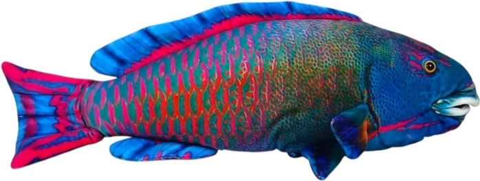 Pluchen zeevis blauw 50 cm
