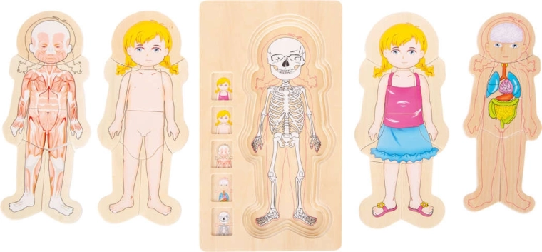 Anatomie in overzichtelijke lagen