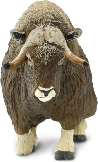 Typische massieve hoorns van de muskusos