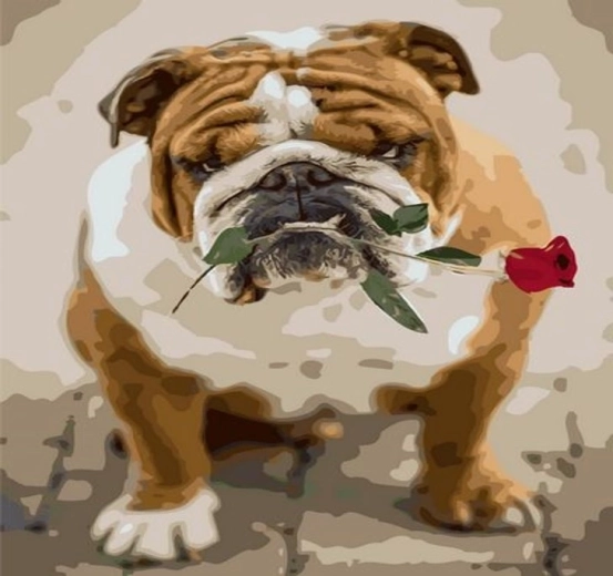 Norimpex Schilderen op nummer bulldog met roos 40 × 50 cm