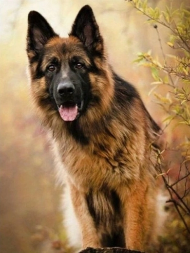 Norimpex Schilderen op nummer Zittende herder 40 × 50 cm