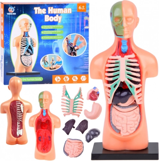 Educatief model van het menselijk lichaam met uitneembare organen, mini 15 cm