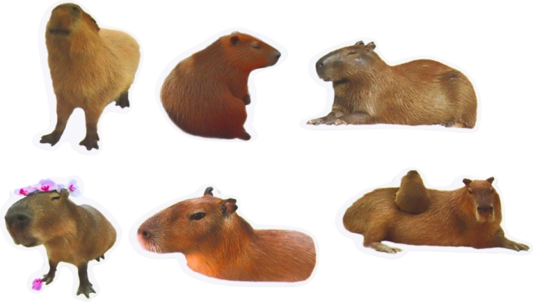 Groter formaat 6–7 cm voor opvallende decoratie