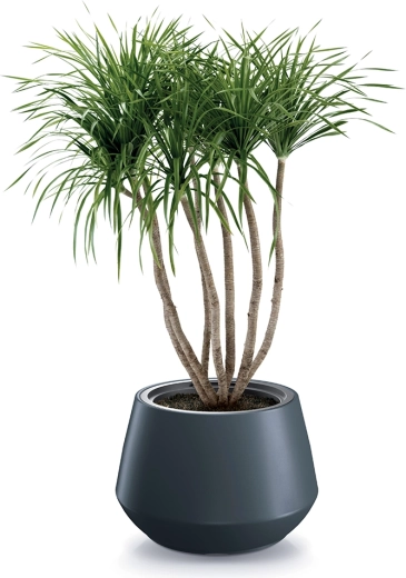 Stijlvolle toevoeging aan een modern interieur