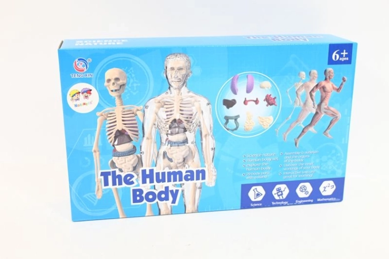 Anatomisch model van het menselijk lichaam