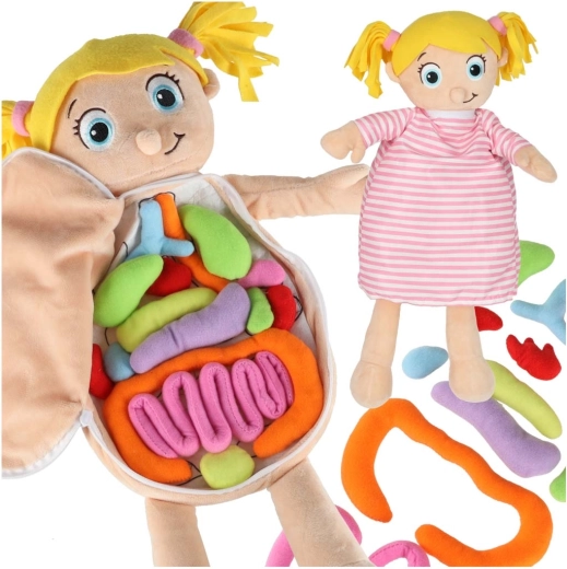Pluche anatomische pop voor kinderen Montessori