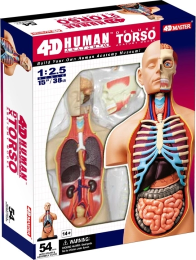 4D Master deluxe anatomisch menselijk torso 38 cm