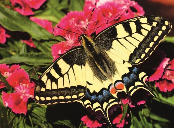 Ravensburger puzzel Prachtige vlinder 500 stukjes