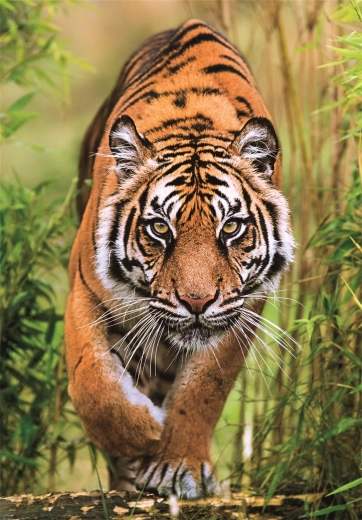 Puzzel Jachtpad 1000 stukjes CLEMENTONI