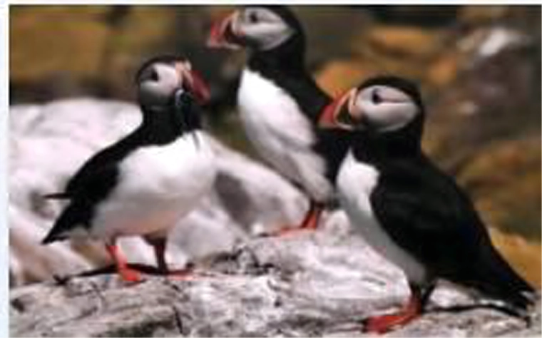 Realistisch motief van papegaaiduikers