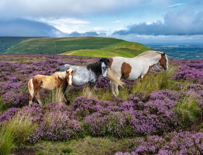 Wilde paarden puzzel 2000 stukjes Ravensburger