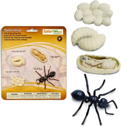 Safari Ltd. levenscyclus – mier