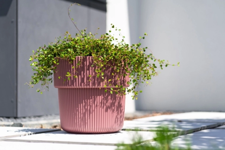 Praktische inzet voor eenvoudig planten