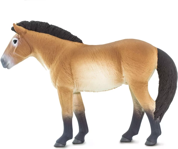 Leren door te spelen: het Przewalskipaard en zijn verhaal