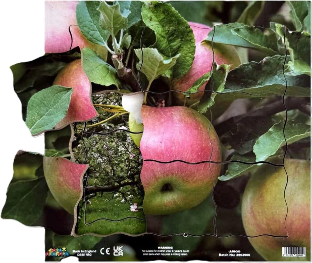 Just Jigsaws Appel en zijn vegetatieve groeifasen – houten gelaagde puzzel, 19 stukjes