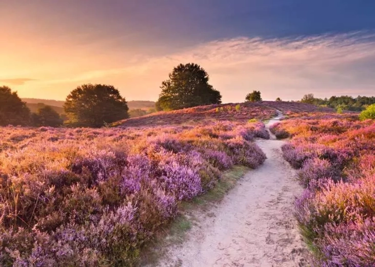 Puzzel RAVENSBURGER Roze pad 1000 stukjes