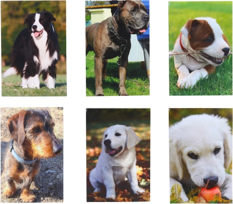 Klein notitieboekje Hond 40 pagina's