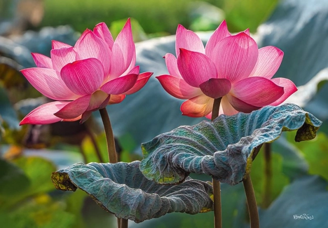 Puzzel Roze Lotus Bloemen 500 Stukken